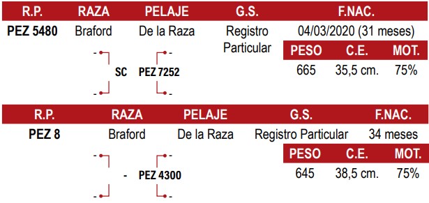 LOTE 33