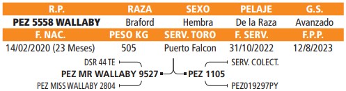 LOTE 02 // VAQUILLA BRAFORD