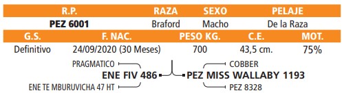 LOTE 12 // TORO BRAFORD