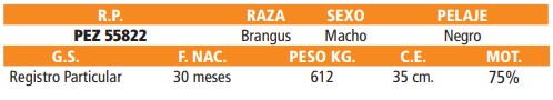 LOTE 18 // TORO BRANGUS