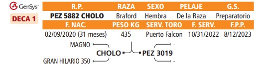 LOTE 20 // VAQUILLAS BRAFORD