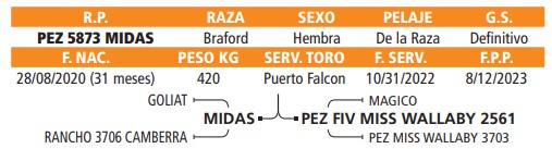 LOTE 20 // VAQUILLAS BRAFORD