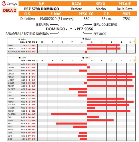 LOTE 21 // TORO BRAFORD