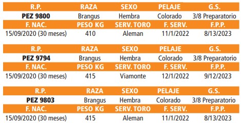 LOTE 24 // VAQUILLAS BRANGUS