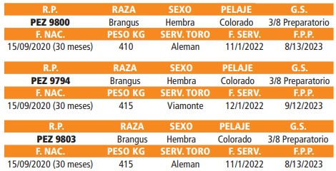 LOTE 24 // VAQUILLAS BRANGUS