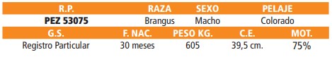 LOTE 25 // TORO BRANGUS