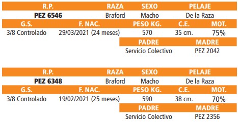 LOTE 26 // VAQUILLAS BRAFORD
