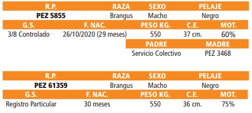 LOTE 29 // TOROS BRANGUS