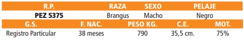 LOTE 34 // TORO BRANGUS