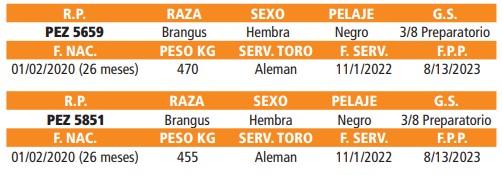 LOTE 35 // VAQUILLAS BRANGUS
