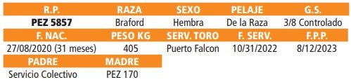 LOTE 38 // VAQUILLAS BRAFORD