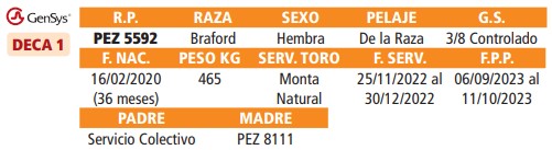 LOTE 38 // VAQUILLAS BRAFORD