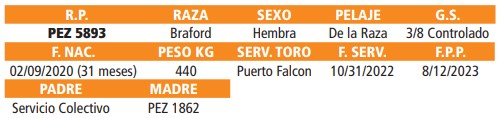 LOTE 38 // VAQUILLAS BRAFORD