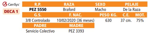 LOTE 39 // TOROS BRAFORD