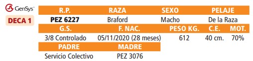 LOTE 39 // TOROS BRAFORD