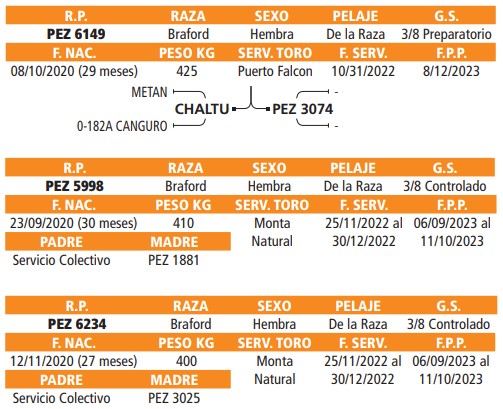 LOTE 40 // VAQUILLAS BRAFORD