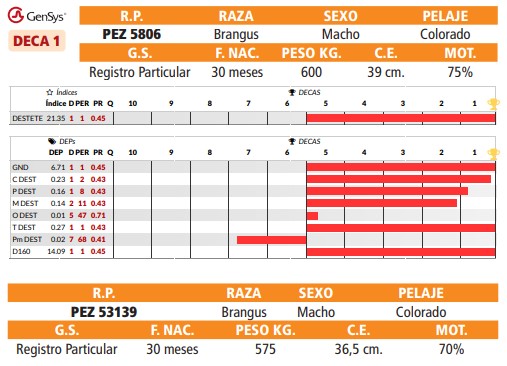 LOTE 41 // TOROS BRANGUS