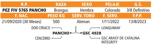 LOTE 05 // VAQUILLA BRANGUS