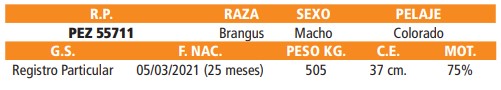 LOTE 46 // TOROS BRANGUS