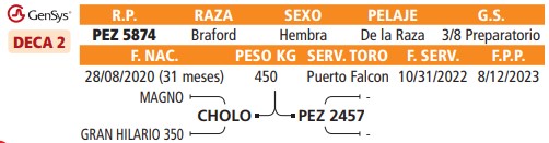 LOTE 48 // VAQUILLAS BRAFORD