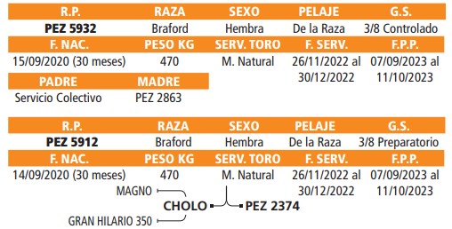 LOTE 48 // VAQUILLAS BRAFORD