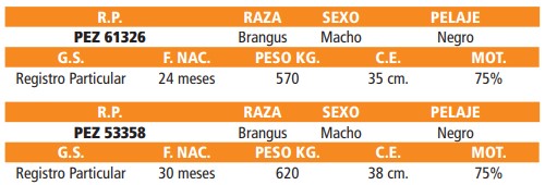 LOTE 49 // TOROS BRANGUS