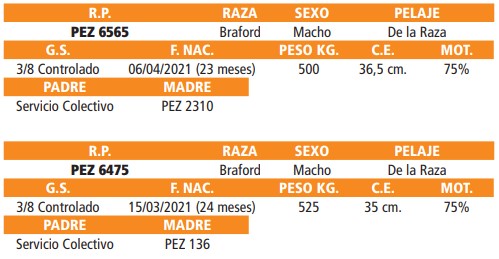 LOTE 50 // VAQUILLAS BRAFORD