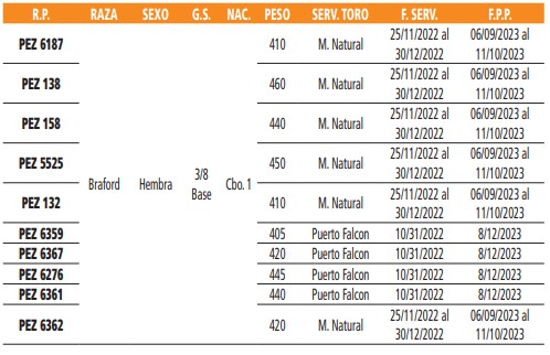 LOTE 51 // VAQUILLAS BRAFORD