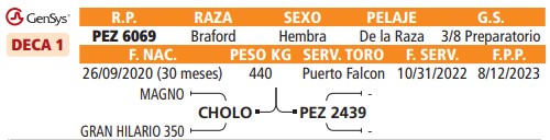 LOTE 56 // VAQUILLAS BRAFORD