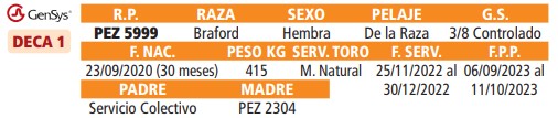 LOTE 56 // VAQUILLAS BRAFORD