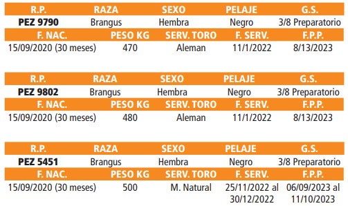 LOTE 57 // VAQUILLAS BRANGUS