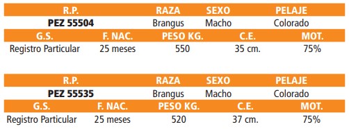 LOTE 61 // TOROS BRANGUS