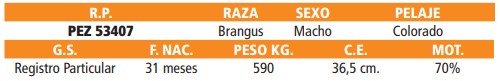 LOTE 64 // TORO BRANGUS