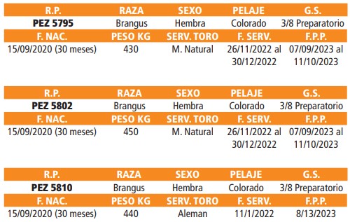 LOTE 65 // VAQUILLAS BRANGUS