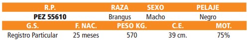 LOTE 74 // TORO BRANGUS