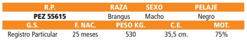 LOTE 79 // TORO BRANGUS