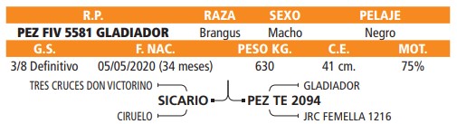 LOTE 84 // TORO BRANGUS