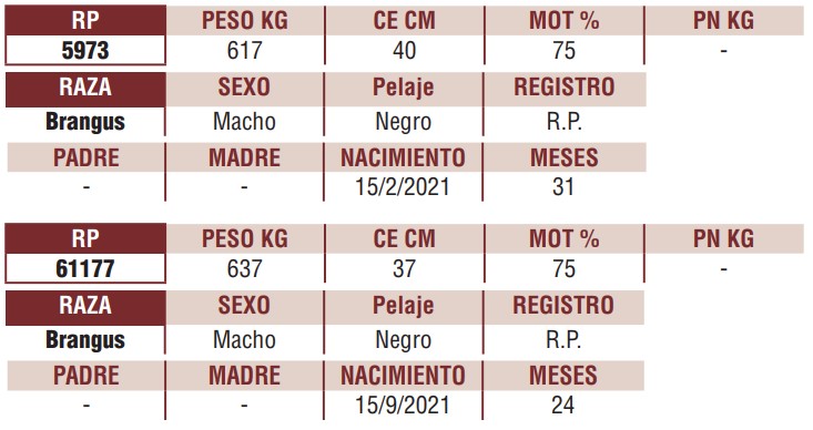 LOTE 24