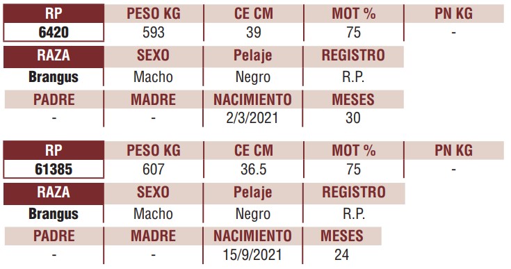 LOTE 36