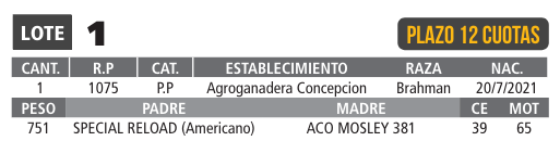LOTE 01 // TORO BRAHMAN