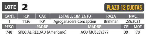 LOTE 02 // TORO BRAHMAN