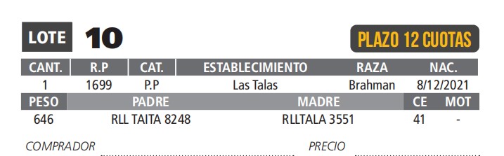 LOTE 10 // TORO BRAHMAN