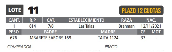 LOTE 11 / TORO BRAHMAN