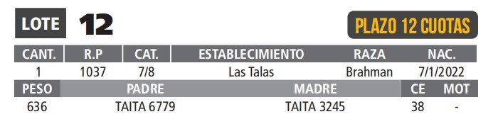 LOTE 12 // TORO BRAHMAN
