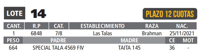 LOTE 14 // TORO BRAHMAN