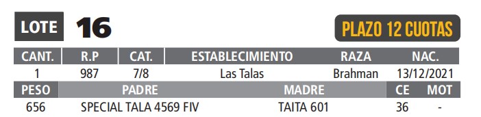 LOTE 16 // TORO BRAHMAN