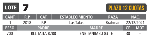 LOTE 07 // TORO BRAHMAN