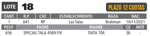 LOTE 18 // TORO BRAHMAN