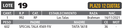 LOTE 19 // TORO BRAHMAN