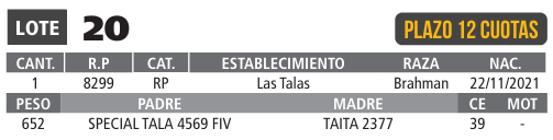 LOTE 20 // TORO BRAHMAN
